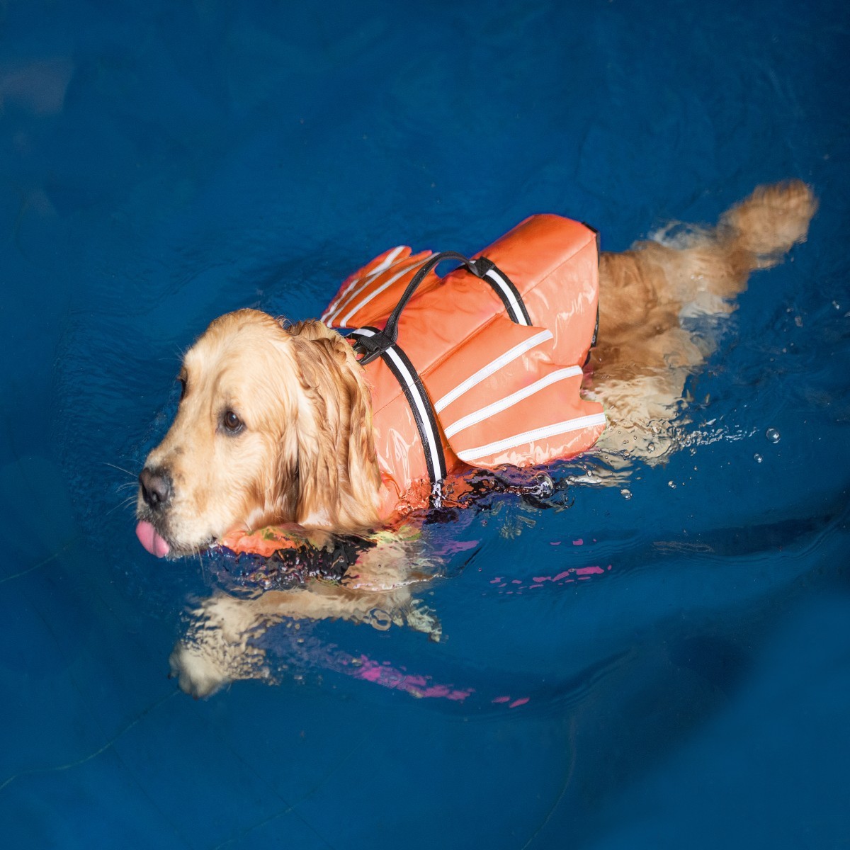 Dogs Life Jacket with Chin Flo - Life Jacket 评论和价格